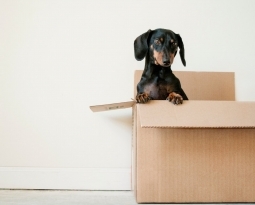 How to Move Your Pets Safely and Comfortably