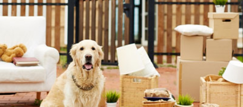 10 Helpful Tips When Shipping Your Pets Overseas